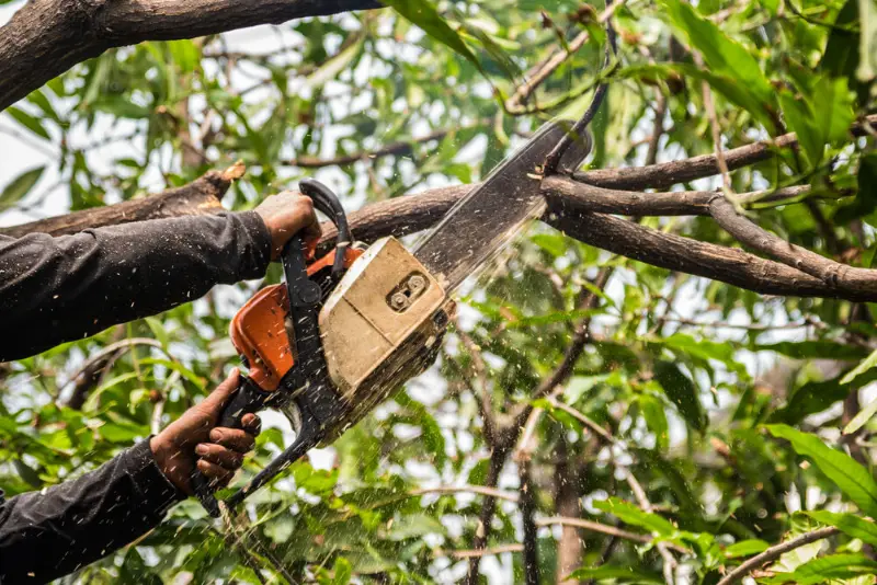tree trimming Tree trimming: a chainsaw cutting through a tree branch
